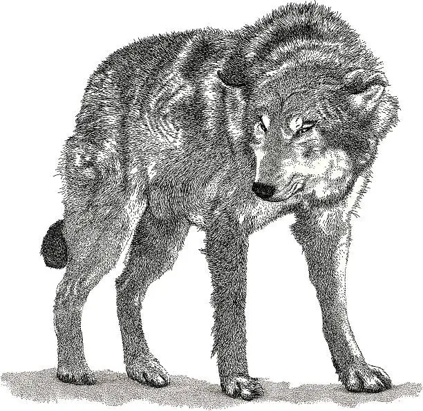 Vector illustration of Angry Wolf