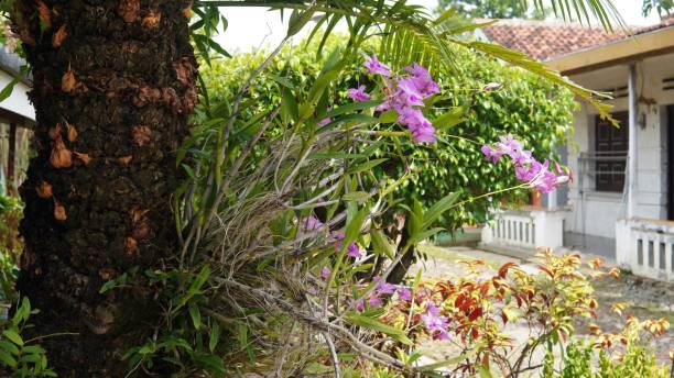 istock Lush orchid plants cling to other plants 1622474257