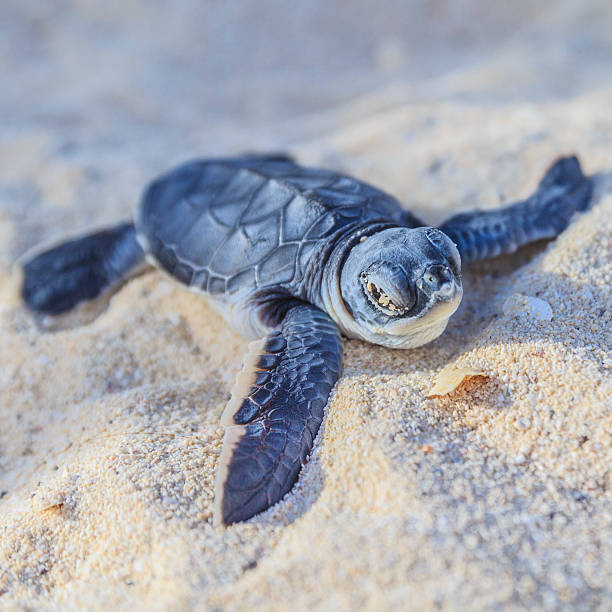 바다 거북이 newborn.semi 앞마당 view.square. - sea turtle square shape square endangered species 뉴스 사진 이미지