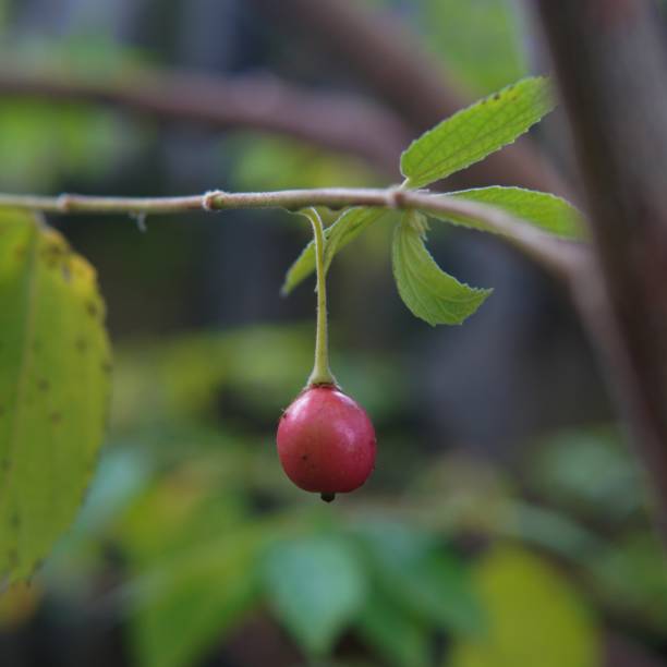 istock Ripe muntingia calabura fruit is red 1622478362