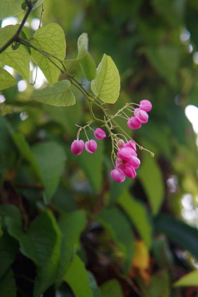 istock pink flowers from a vine called antigonon leptopus 1622478365