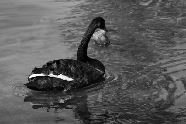 A black swan swims on a pond. Rare bird