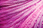 purple flower petals with raindrops