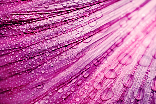 pétalas de flor roxa com pingos de chuva - dewdrops abstract imagens e fotografias de stock