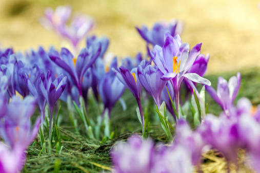 Spring crocus flowers in meadow, Carpathian Mountains, Ukraine