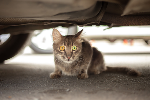 Tabby stray cat with unique eyes is standing under car.