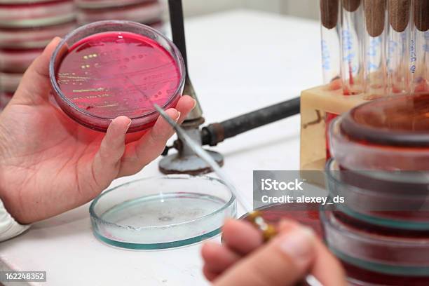 Foto de Cientista Cheques Análises Em Um Prato Petry e mais fotos de stock de Disco de Petri - Disco de Petri, Laboratório, Adulto
