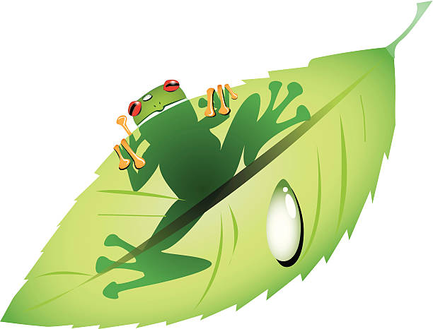 Green frog on a leaf vector art illustration