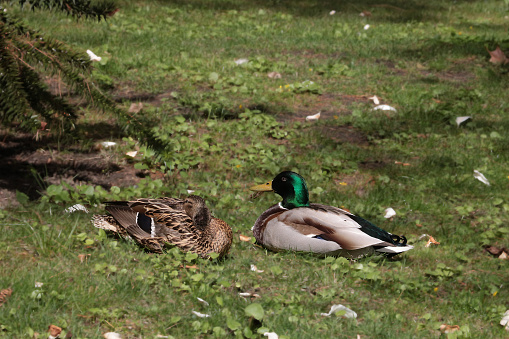Close-up of the reclining ducks in the park