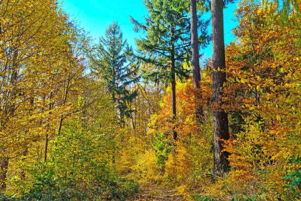 Bright yellow red green forest on a sunny autumn day