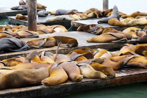 istock Sea lions lie on the pier. Beautiful animals. 1622492980