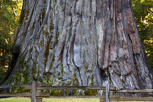 Close-up of a large sequoia trunk, wood, natural