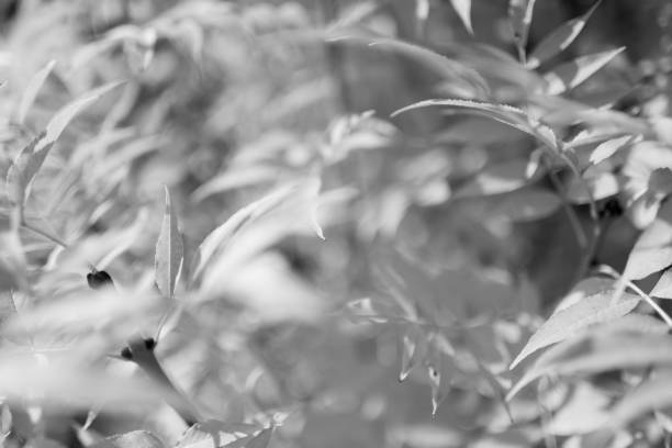 Detail of plants and/or flowers captured in natural light in summer on black and white 35 film by an old-fashioned analogue (or analog) film camera and a prime 105 mm f/2.8 macro lens. The granularity in the image is real film grain (due to the presence of small particles of a metallic silver on the negative). The shallow depth of field (DOF) due to the use of macro/micro lens results in ample space for copy/text. The image is part of a series of similar images captured on analog/analogue 35 mm film.