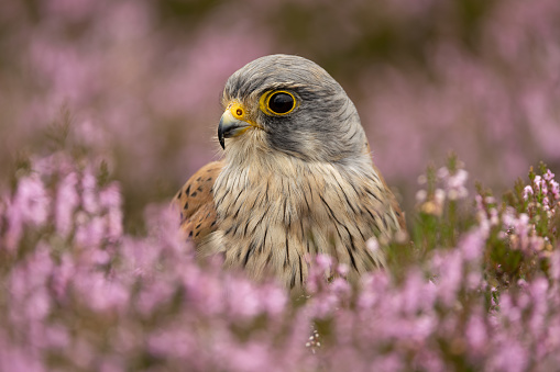 Kestrel, Scientific name: Falco tinnunculus.  Close up of an adult male Kestrel in blooming pink heather on managed moorland in Nidderdale, Yorkshire Dales, UK.  Space for copy.  Horizontal.