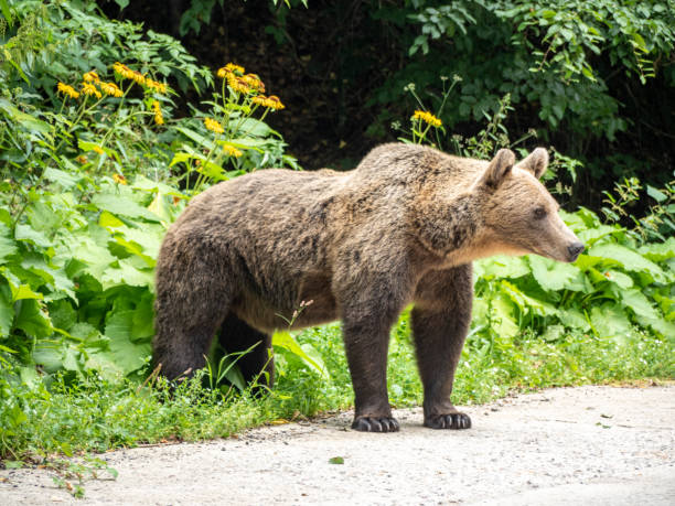 istock Wild Brown Bear in the Carparthian Mountains 1622515576