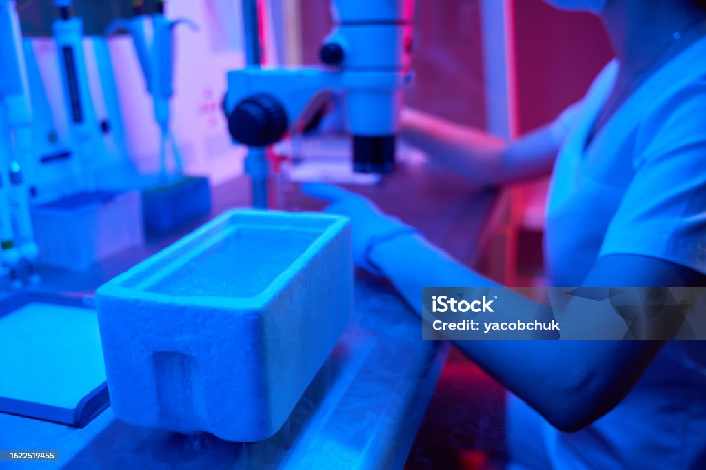 Icsi Lab Lab Worker Performs An Icsi Procedure Under A Powerful Microscope Stock ...