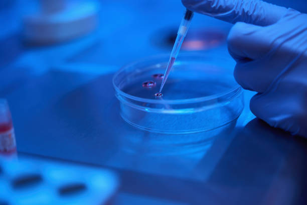 istock Laboratory assistant examines the biomaterial in a Petri dish 1622520592