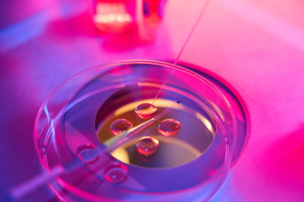 Biotechnological ICSI procedure in a modern laboratory stock photo
