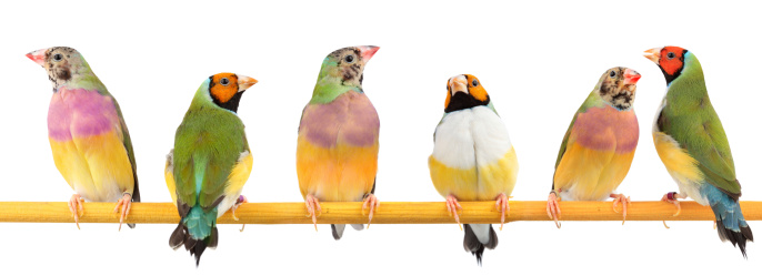 Six gouldian finchs are perching on white background.