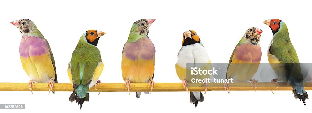 Gouldian Finches Six gouldian finchs are perching on white background. Bird Stock Photo