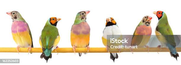 Gouldian Finches Stock Photo - Download Image Now - Bird, Finch, Multi Colored