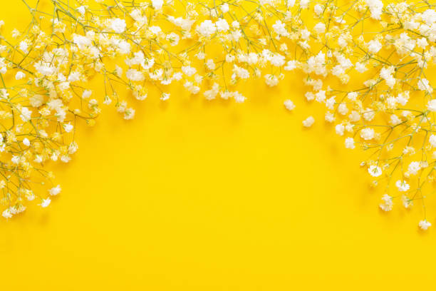 istock white gypsophila flowers on yellow  background 1622528747