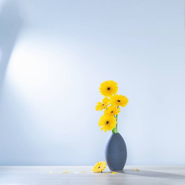 istock yellow gerbera in  vase on wooden shelf 1622528773