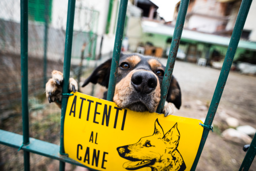 Beware of dog, italian sign