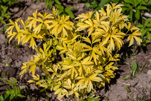 closeup of the bright yellow foliage of 'White Gold' bleeding heart. Lamprocapnos Dicentra spectabilis. High quality photo