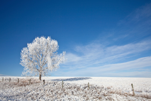 A lone tree and fence in winter after a blizzard. Rural winter scenic. Copyspace. Beauty on the great plains.