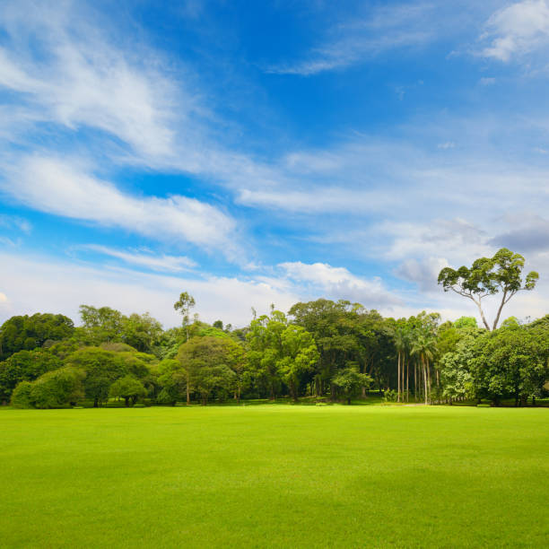 Beautiful large park with green lawn covered with fresh grass.