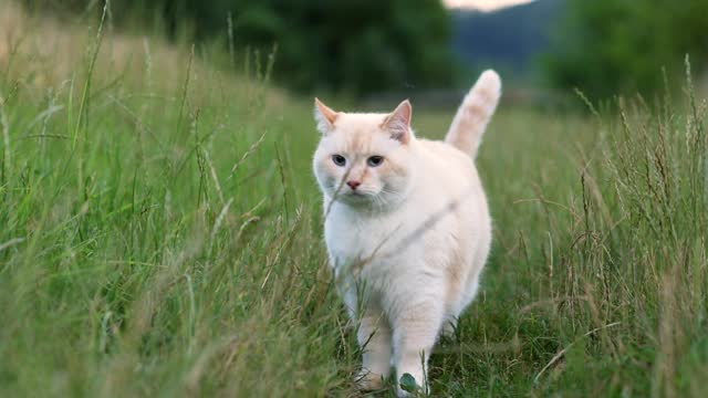Beautiful fat white cat walking on the grass on camera.