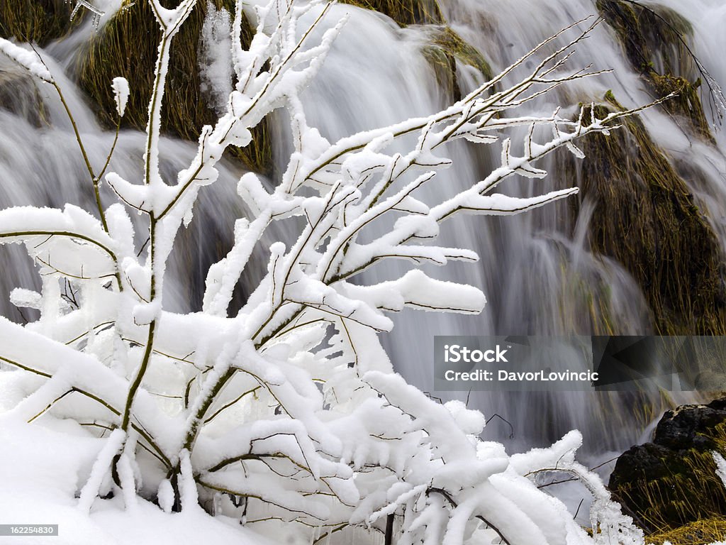 Neve su bush - Foto stock royalty-free di Acqua