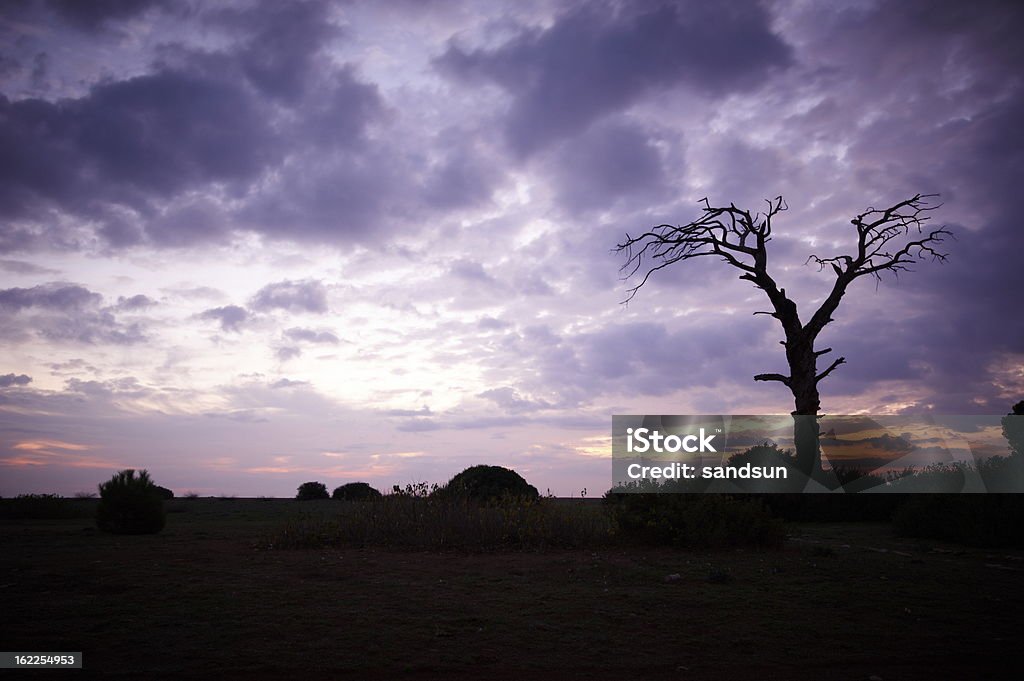 Albero all'alba - Foto stock royalty-free di Albero