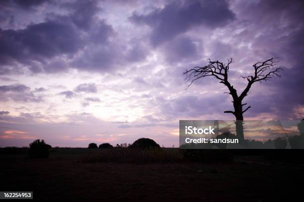 Albero Allalba - Fotografie stock e altre immagini di Albero - Albero, Albero spoglio, Ambientazione esterna