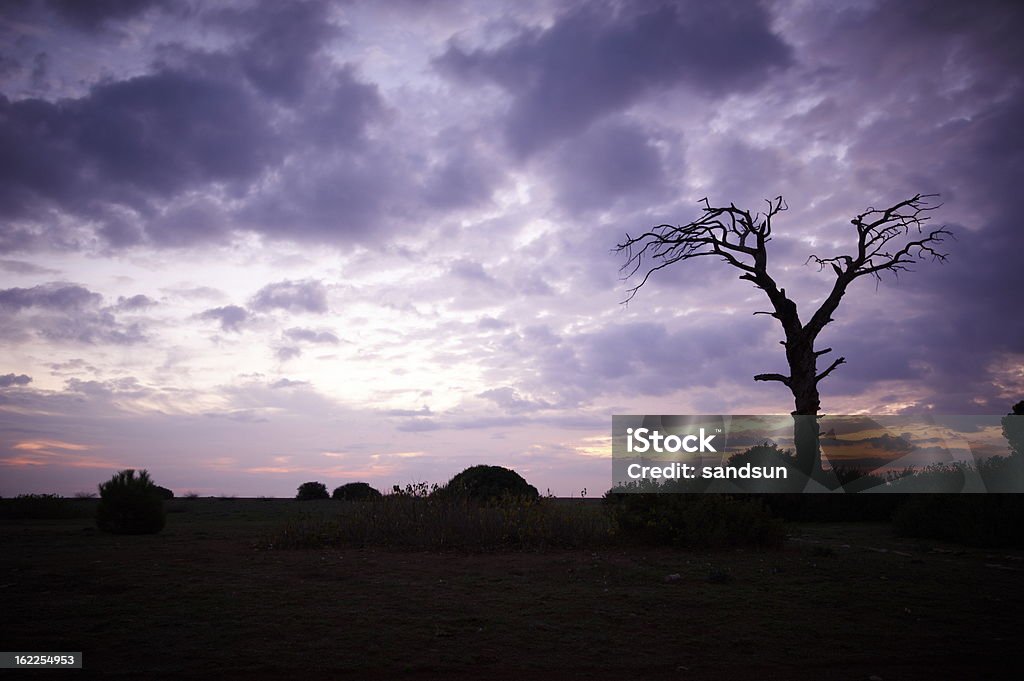 나무 썬라이즈 - 로열티 프리 검은색 스톡 사진