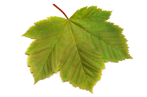 Sycamore leaf, a member of the maple family, isolated on white.