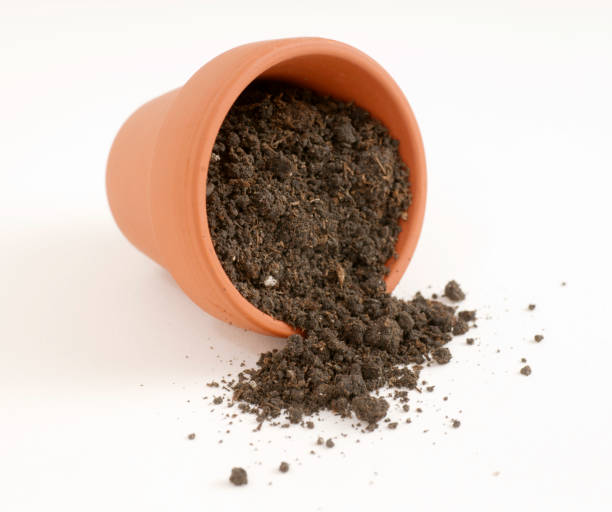 A clay pot filled with organic potting soil on a white background.