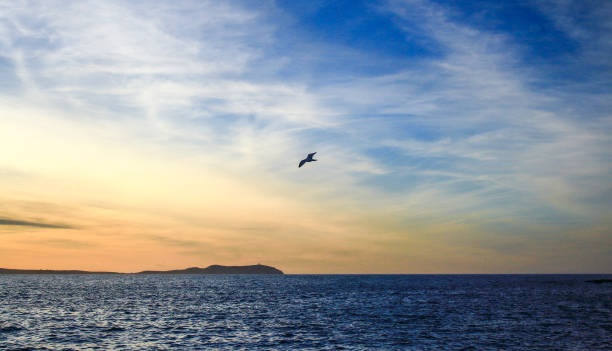 istock Golden, Blue and Seagull 1622558266