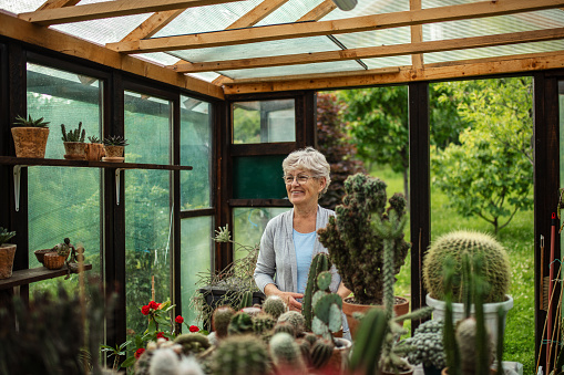 Beautiful senior woman taking care of her potted cactuses in greenhouse in backyard with love. Sunlight comes through the window. She wears casual clothes and she looks happy with her hobby.