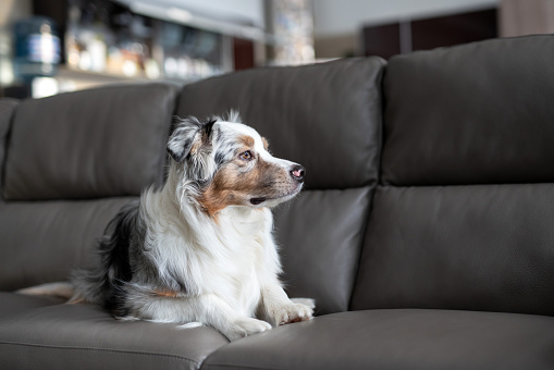 A Blue Merle Australian Shepherd is lying on a gray leather sofa. Fluffy dog in the apartment. Smart dog eyes. Home pet