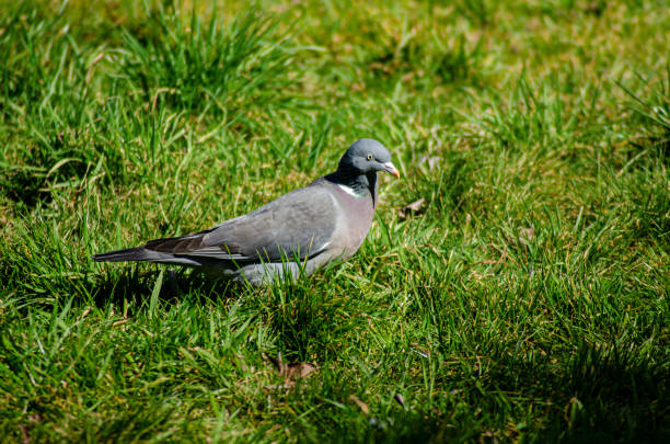 istock a dove standing still on the lawn 1622570293