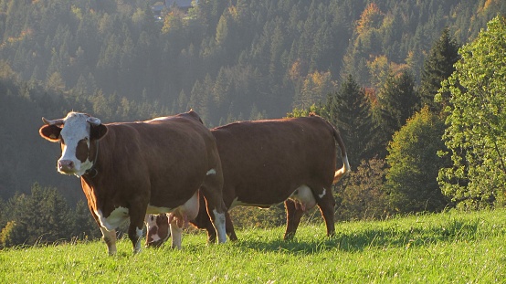 Grazing cows on an alpine pasture, farm animals in the mountains