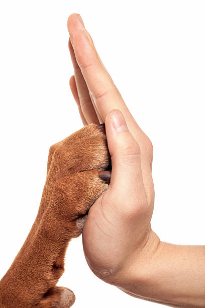 paw and hand stock photo