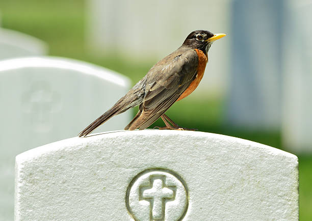 Oiseau sur une Gravestone.tif - Photo