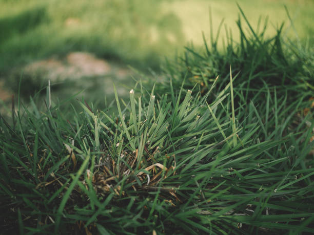 istock nature in countryside 1622583894