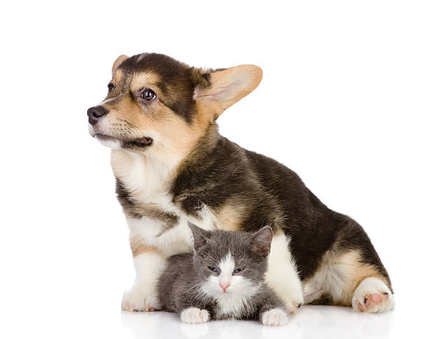 istock Pembroke Welsh Corgi puppy and kitten 162258504