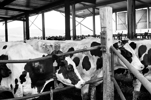 Cows in cowshed of dairy farm.