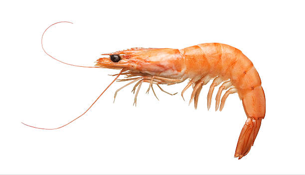 ブラックタイガー白で分離 - cooked shrimp ストックフォトと画像