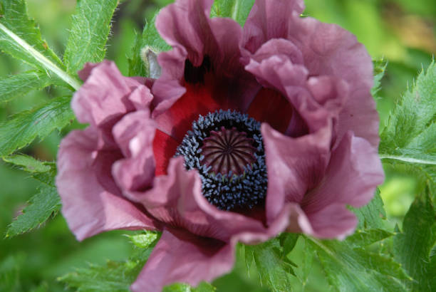 oriental poppy, patty's plum - oriental poppy poppy close up purple imagens e fotografias de stock